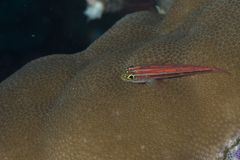 Helcogramma striata