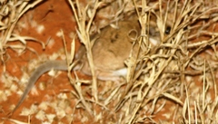 Sminthopsis crassicaudata