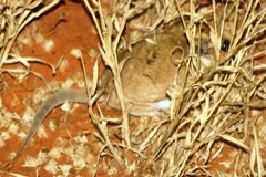 Sminthopsis crassicaudata