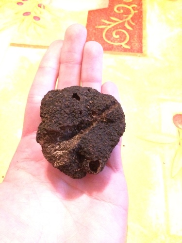 Black Truffle — Tuber melanosporum