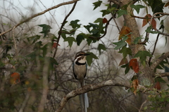 Uratelornis chimaera