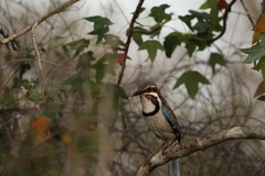 Uratelornis chimaera
