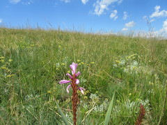 Watsonia densiflora