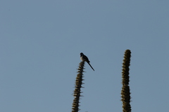 Oena capensis aliena