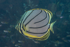 Chaetodon meyeri