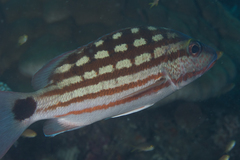 Lutjanus decussatus