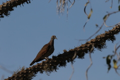 Nesoenas picturatus