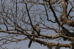 Accipiter madagascariensis