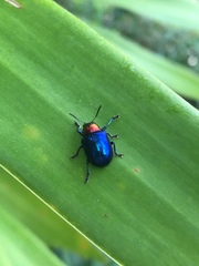 Parheminodes pulcher