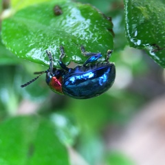 Parheminodes pulcher