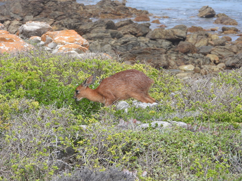Cape Grysbok