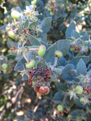 Arctostaphylos auriculata