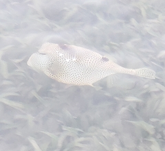 Lactophrys bicaudalis