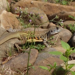 Leiolepis belliana