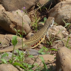 Leiolepis belliana