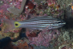 Cheilodipterus artus