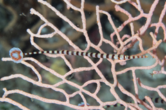 Dunckerocampus dactyliophorus