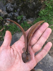 Dipterocarpus alatus