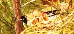 Certhionyx variegatus
