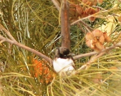 Certhionyx variegatus