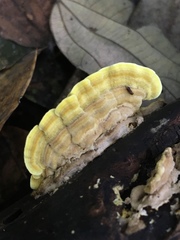 Trametes flavida