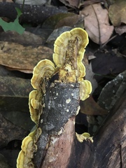 Trametes flavida