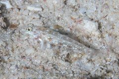Fusigobius melacron