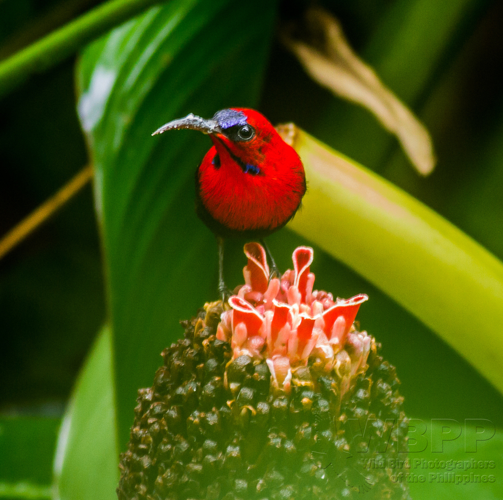 Magnificent Sunbird photo