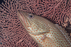 Anyperodon leucogrammicus