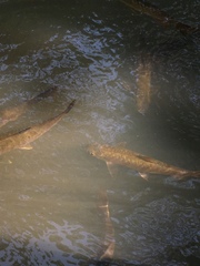 Neolissochilus stracheyi