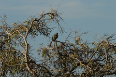 Coua cristata pyropyga