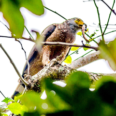 Spilornis holospilus