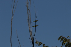 Merops superciliosus