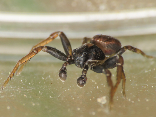 Ozyptila simplex