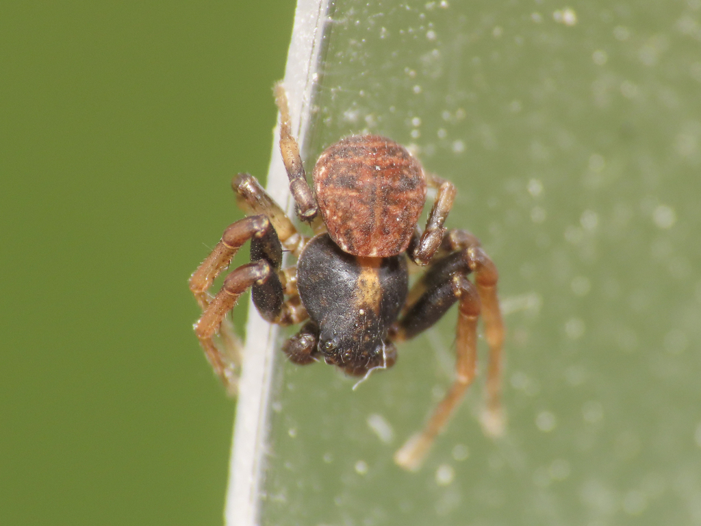 Ozyptila simplex