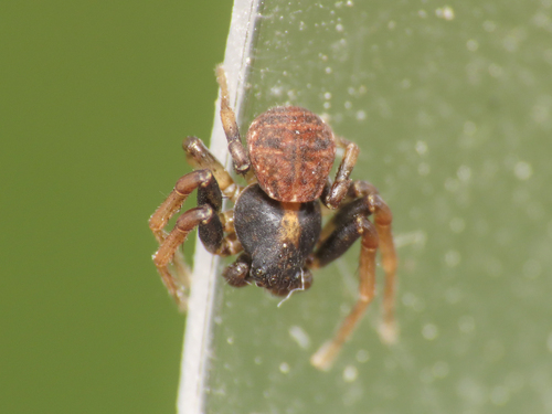 Ozyptila simplex