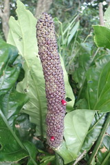 Anthurium paraguayense