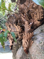 Drynaria quercifolia