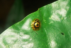 Ischnocodia annulus