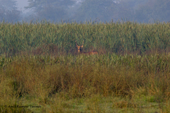 Rucervus duvaucelii duvaucelii