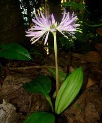 Griffinia espiritensis