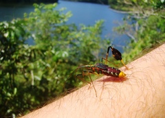 Diactor bilineatus