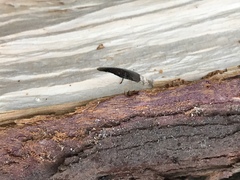 Callidiellum rufipenne