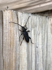 Callidiellum rufipenne