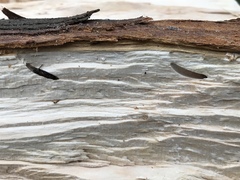 Callidiellum rufipenne