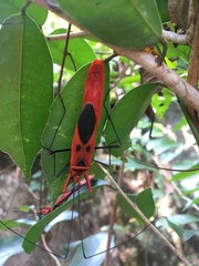 Macrocheraia grandis