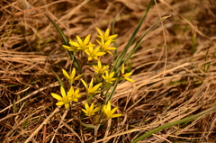 Gagea fedtschenkoana