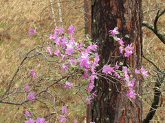 Rhododendron ledebourii