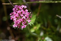 Centranthus