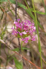 Centranthus